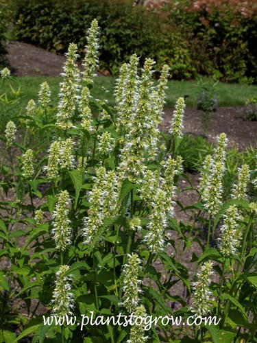 White Anise Hyssop (Agastache foeniculum Alba)
All pictures taken mid to late June.
